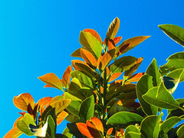 istock Beauty in Nature 1161018392