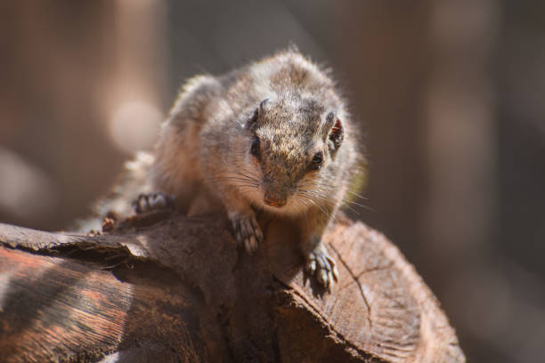 istock Northern palm-squirrel, Funambulus pennantii, five-striped palm squirrel on the tree 1161019112