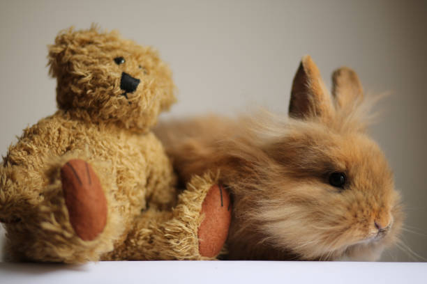 Angora bunny portraits made with love, you can see the bunny with his favourite toys, a pig and a teddy bear. Lovely animal portraits with various backgrounds.