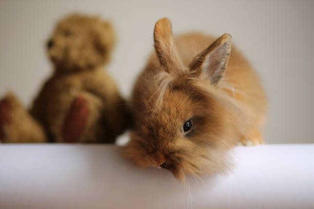 Angora bunny portraits made with love, you can see the bunny with his favourite toys, a pig and a teddy bear. Lovely animal portraits with various backgrounds.
