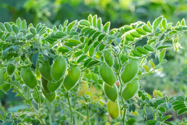 chickpeas ripening in the field