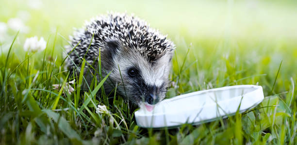 istock Hedgehog drinking milk from a white plate on green grass. 1161019679