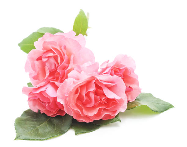istock Beautiful pink flowers. 1161020285