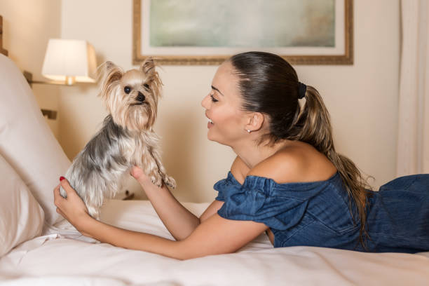 Side view of cheerful woman smiling and lifting funny Yorkshire Terrier while relaxing on bed in dog friendly hotel