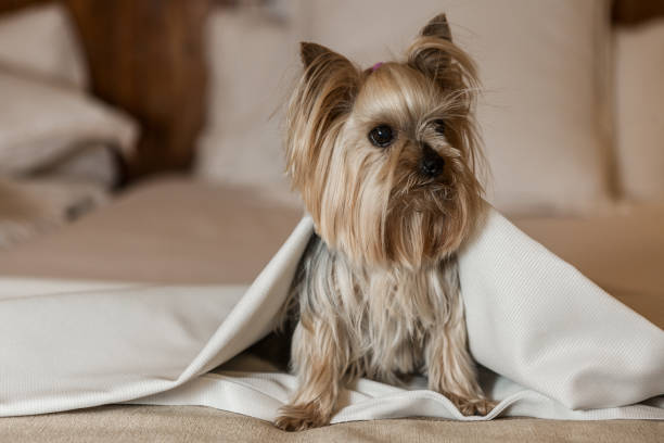istock Funny dog sitting on bed 1161020723