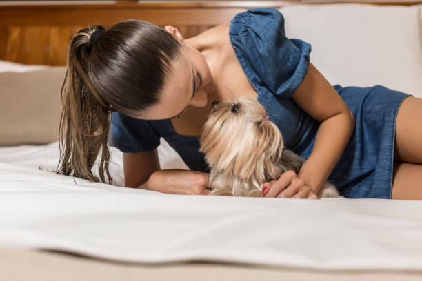 ベッドの上で犬の嗅ぎの女性 - hotel hotel room bed luxury ストックフォトと画像
