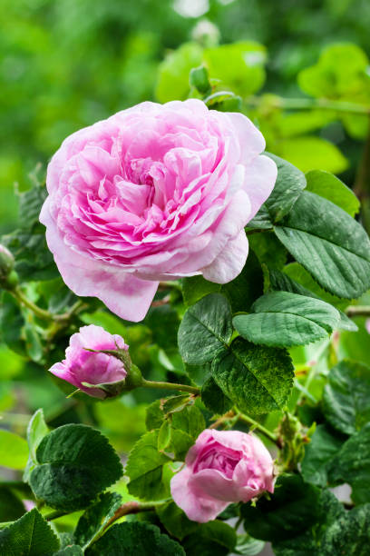 rosa centifolia (rose des peintres) plan rapproché de fleur sur le fond vert de jardin - hybrid tea rose photos et images de collection