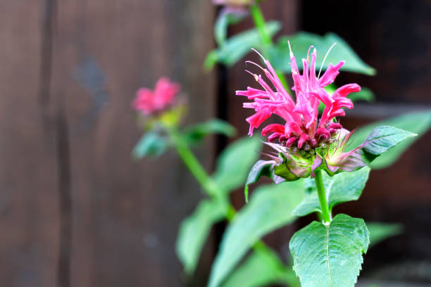 primo piano floreale monarda viola (monarda didyma) - beebalm foto e immagini stock