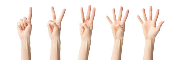 a collage of hand signs a collage of hands showing one two three four five, isolated on white background number 1 2 3 stock pictures, royalty-free photos & images