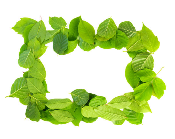 istock Green leaf border isolated on white background. Clipping paths included 1161023676