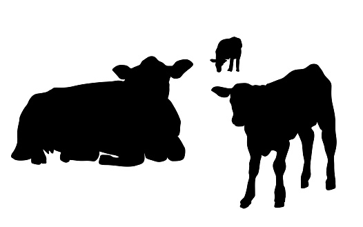 A cow and her calf in the field in silhouette illustration