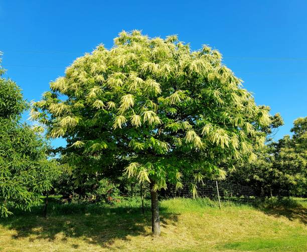 Kastanye 2.600+ Pohon Sweet Chestnut Foto Stok, Potret, & Gambar Bebas Royalti ...