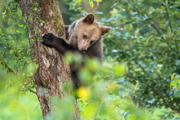 istock Young brown bear climbing on the apple tree. Carpathian mountains. Poland 1161027909