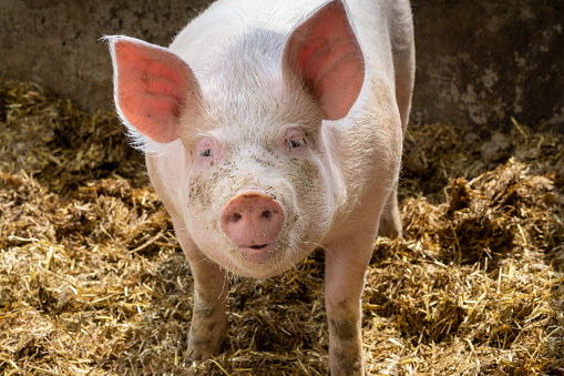 Animal portrait of cute young pig in sty. Swine breeding concept.