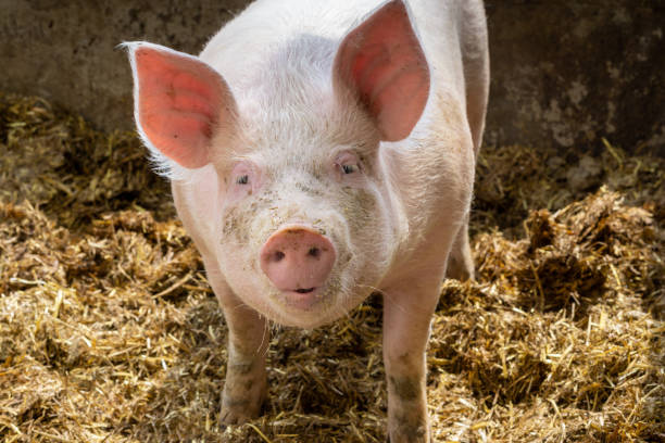 portret zwierząt cute młoda świnia w sty. koncepcja hodowli świń. - livestock pink agriculture nature zdjęcia i obrazy z banku zdjęć