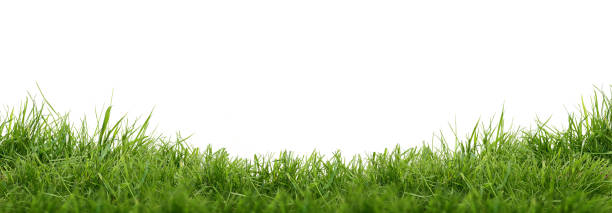 新鮮な緑の草 - 芝草 ストックフォトと画像