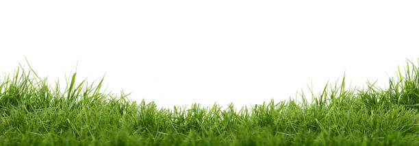 fresh green grass - turf white green horizontal imagens e fotografias de stock