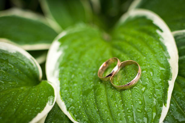istock Wedding rings on large green leaves 1161028747