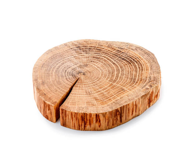 istock cracked tree trunk cross section close-up isolated on white background 1161028820