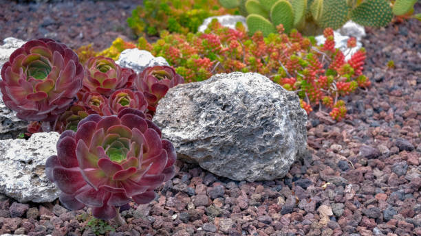 istock Aeonium Succulent plant on volcanic stones background. 1161028930