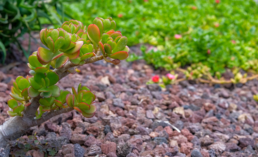 Close up of Portulacaria Afra plant on volcanic stones background. Exotic floral background with copy space. Tropical summer decoration template with cactus. Popular Succulent tree in horticulture.