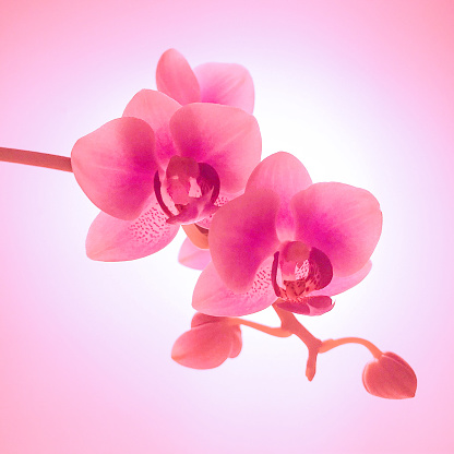 Neon Orchid Series From Barcelona Stock Photo - Download Image Now -  Backgrounds, Barcelona - Spain, Beauty - iStock