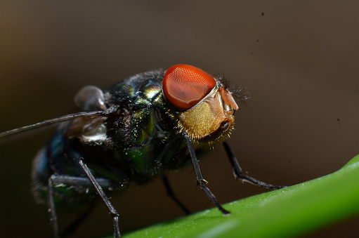 A fly from the Asilidae family sits on an old railing