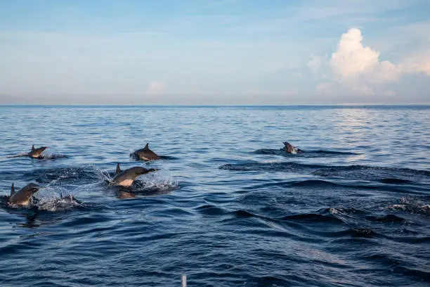 View of a group of wild dolphins swimming in Lovina beach Bali