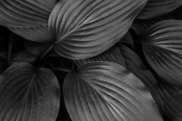 istock black and white background of tropical leaves 1161029723