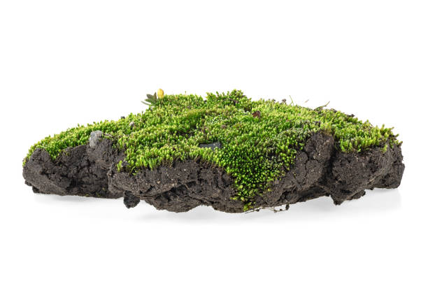 istock Green moss isolated on white background, close up. 1161030423