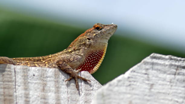 istock Lizard on a wooden fence 1161032232