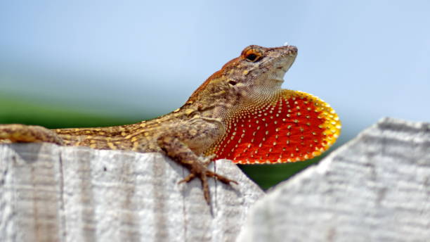 istock Lizard on a wooden fence 1161032465