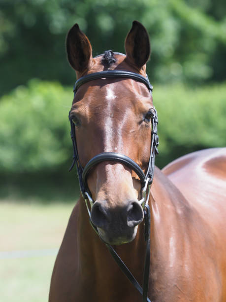 istock Horse In The Show Ring 1161032505