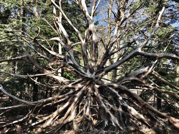 Roots of a large fallen spruce tree. A wonderful sight and a nice natural pattern.