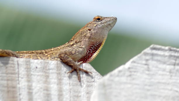 istock Lizard on a wooden fence 1161032655