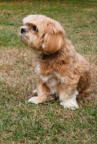 istock Lhasa Apso dog in a garden 1161033292