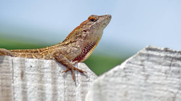 istock Lizard on a wooden fence 1161033613