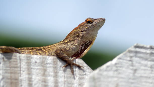istock Lizard on a wooden fence 1161033727