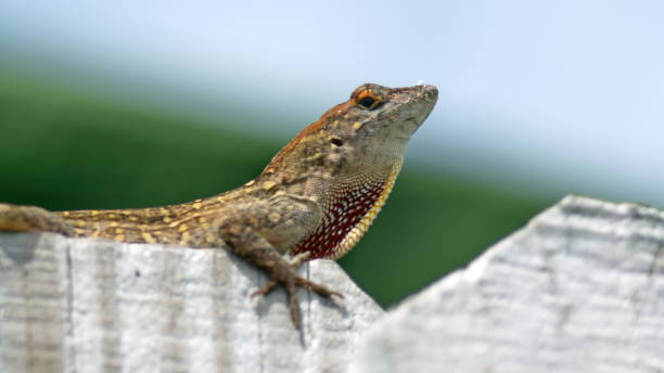 istock Lizard on a wooden fence 1161033743