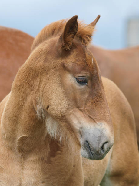 istock Rare Breed Suffolk Punch Foal 1161034609
