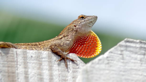 istock Lizard on a wooden fence 1161034767