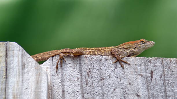 istock Lizard on a wooden fence 1161034799