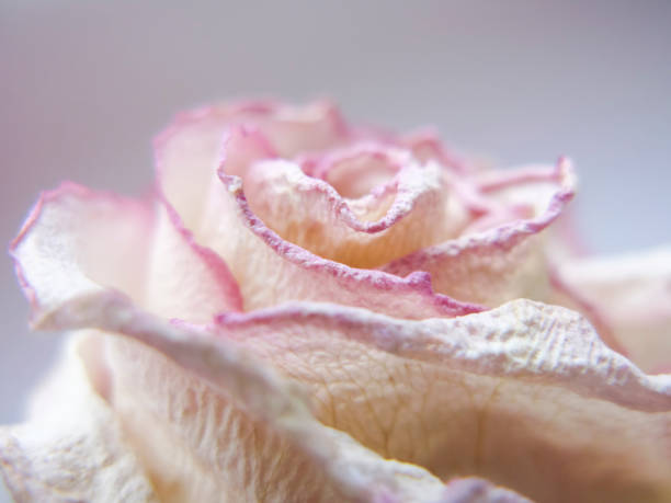 Dead White and Pink Rose stock photo