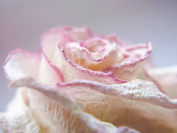 Shriveled Dead White Rose with Pink Edges