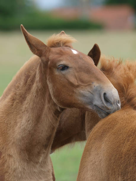 istock Rare Breed Suffolk Punch Foals 1161035189