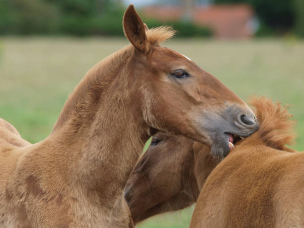 istock Rare Breed Suffolk Punch Foals 1161035262