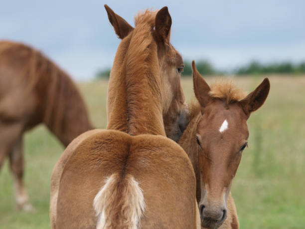 istock Rare Breed Suffolk Punch Foals 1161035263