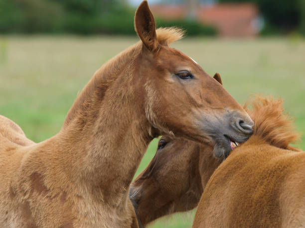 istock Rare Breed Suffolk Punch Foals 1161035276