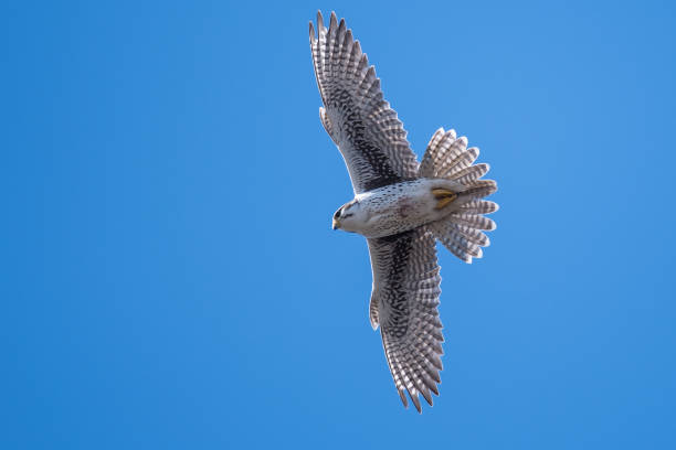 istock Prairie Falcon Soaring High in a Blue Sky 1161035332