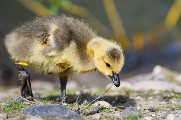 istock Newborn Gosling Learning to Search for Food 1161035877